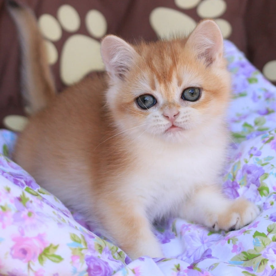 Qumquat British Shorthair male, black golden chinchilla