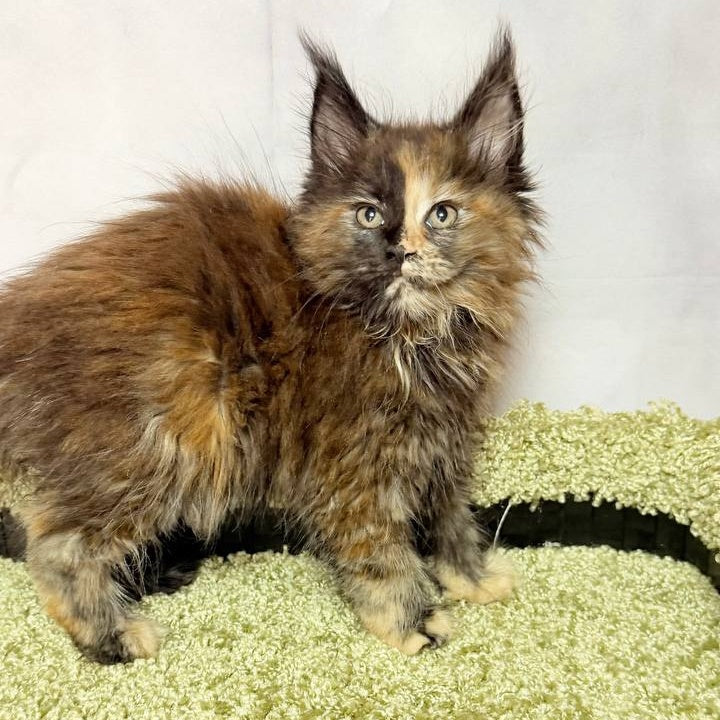 Magnolia Maine Coon female, black tortie