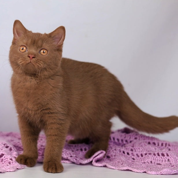 Kira British Shorthair female, cinnamon