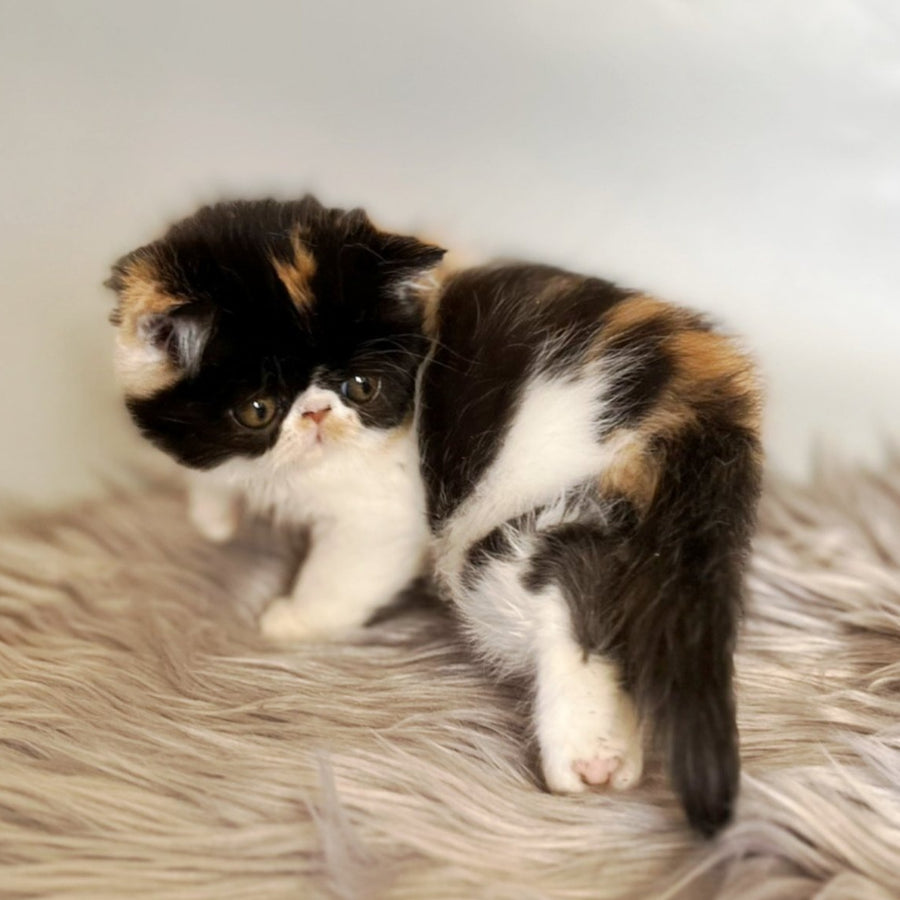 Coco Exotic female, black tortie bicolour