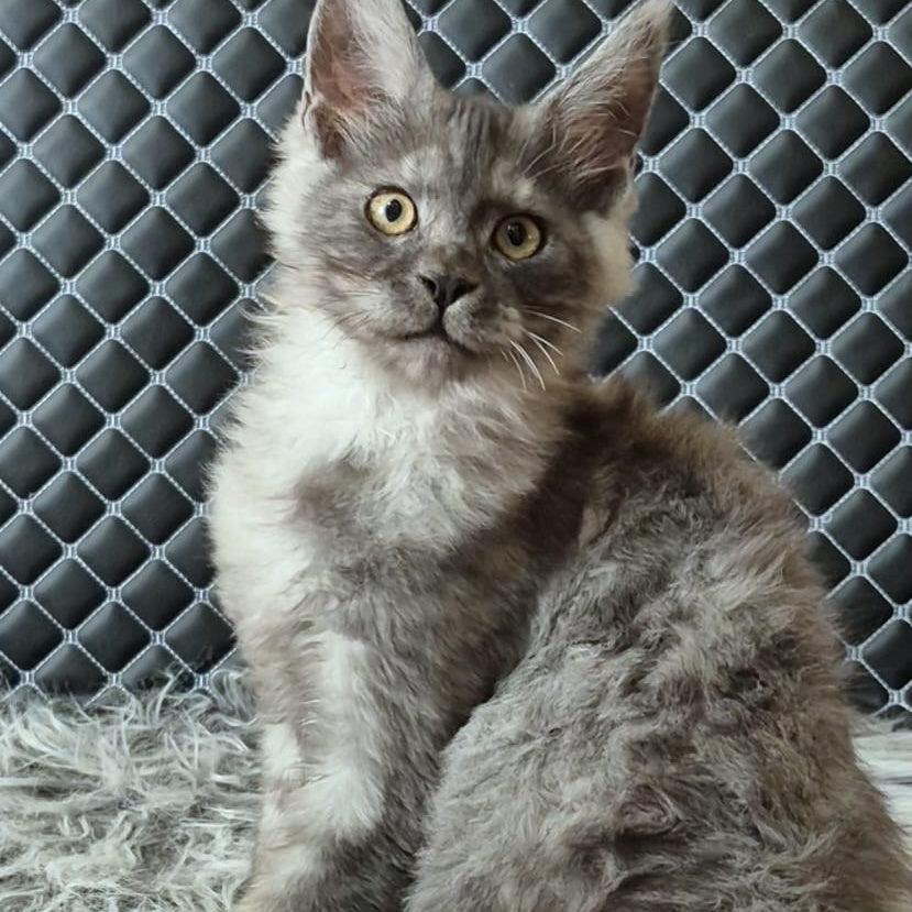 Cosmo Maine Coon male, black silver