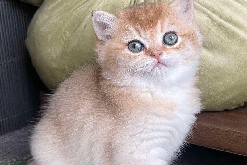 Wishenka British Shorthair female black golden ticked tabby - live animals