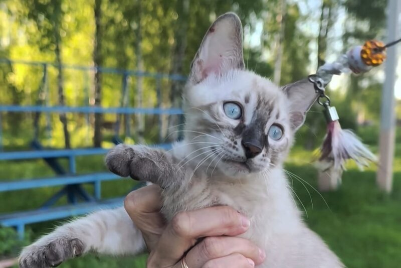 Mist Bengal male, black silver spotted tabby pointed