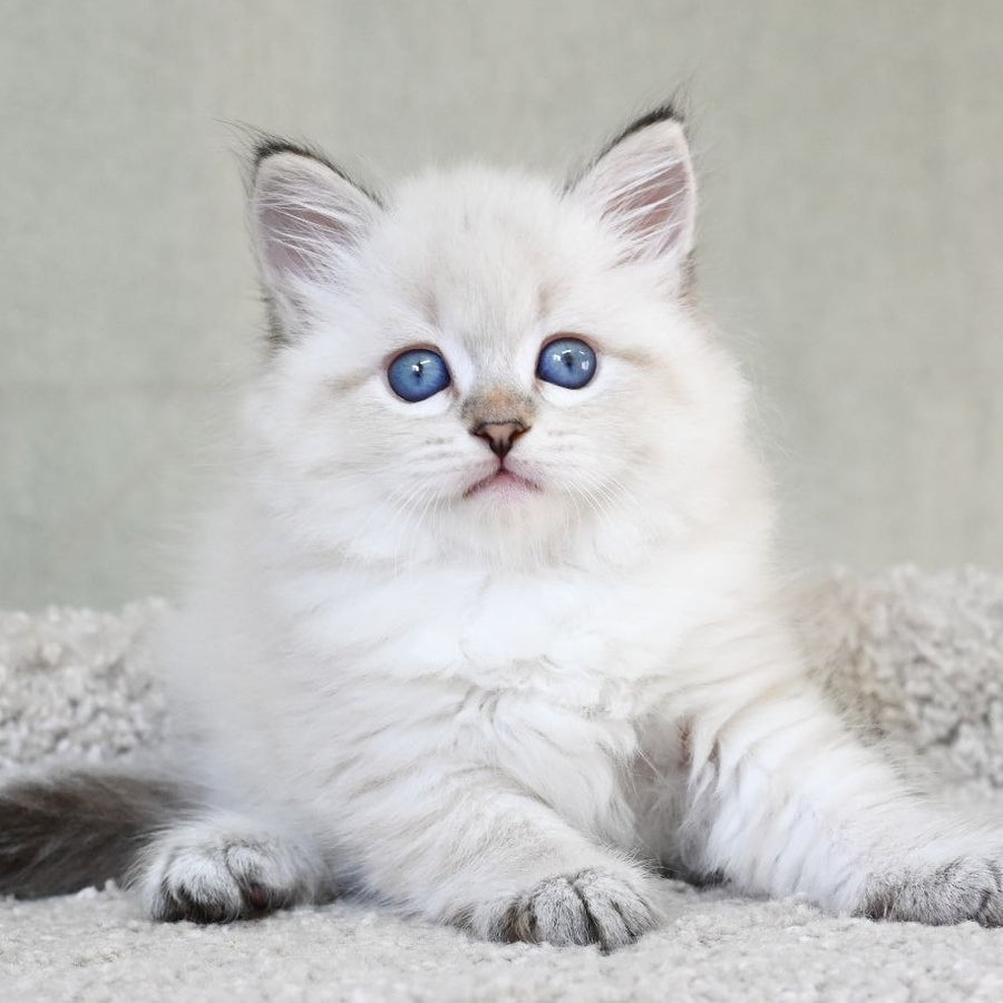 Karat Siberian male, black tabby pointed