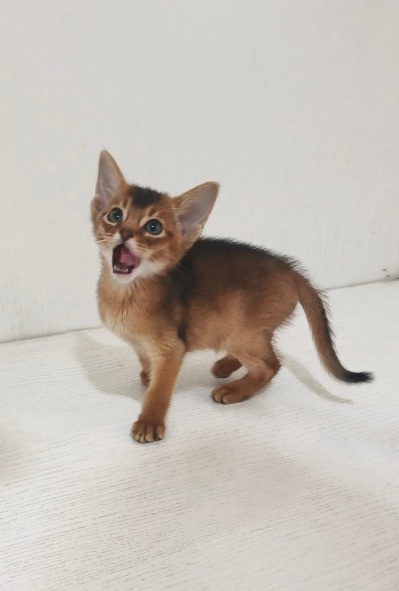 Griffin Abyssinian male ruddy - live animals