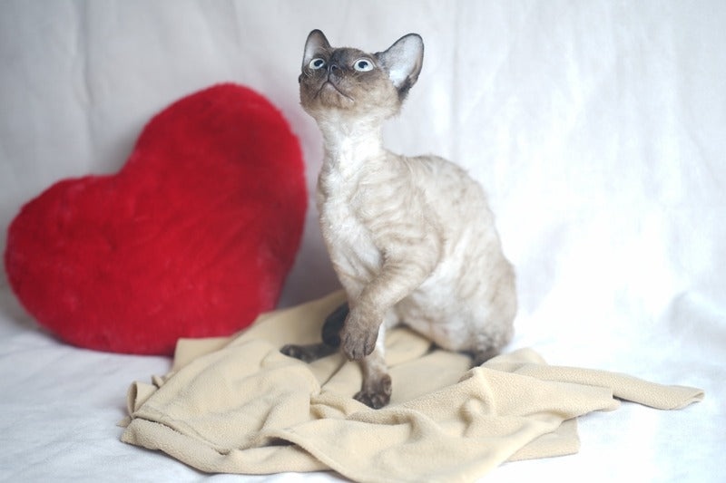 Iriska Devon Rex female chocolate pointed - live animals