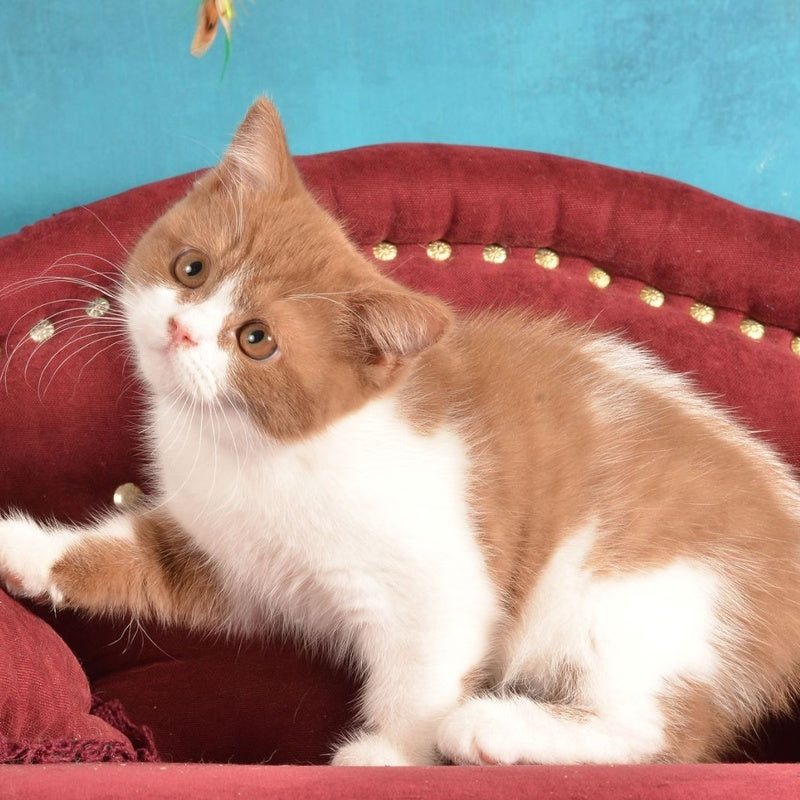 Gerda British Shorthair female, cinnamon spotted tabby