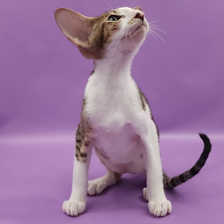Winston Oriental Shorthair male, chocolate spotted tabby bicolour
