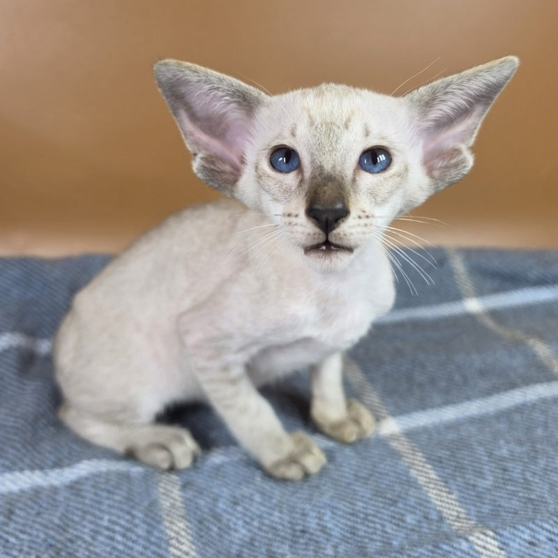 Yarina Siamese female, black spotted tabby