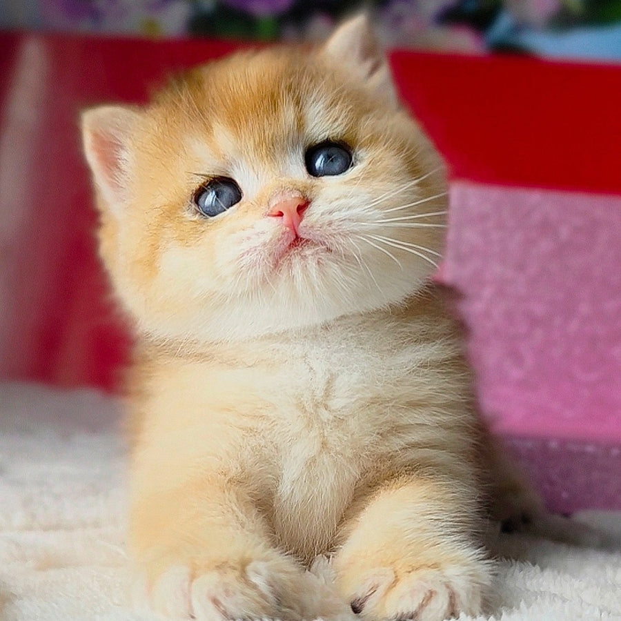 Simba British Shorthair male, black golden chinchilla