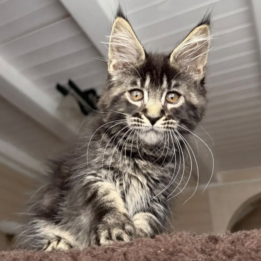 Chipper Maine Coon female, black tabby