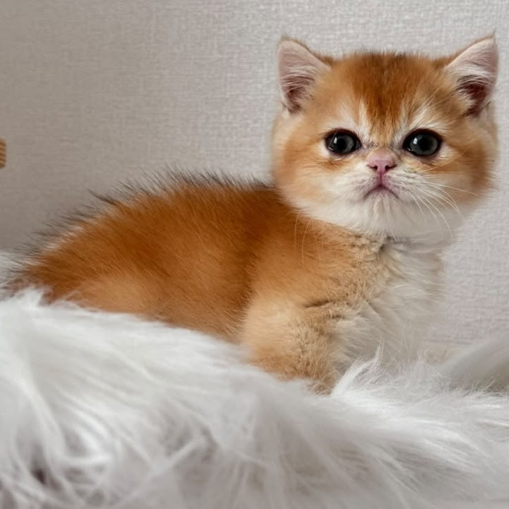 Zein British Shorthair male, chocolate golden chinchilla