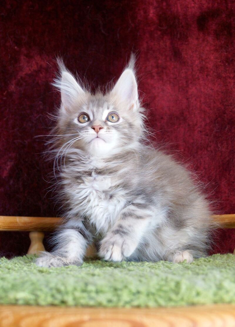 Oliviya Maine Coon female blue tortie silver tabby - live animals