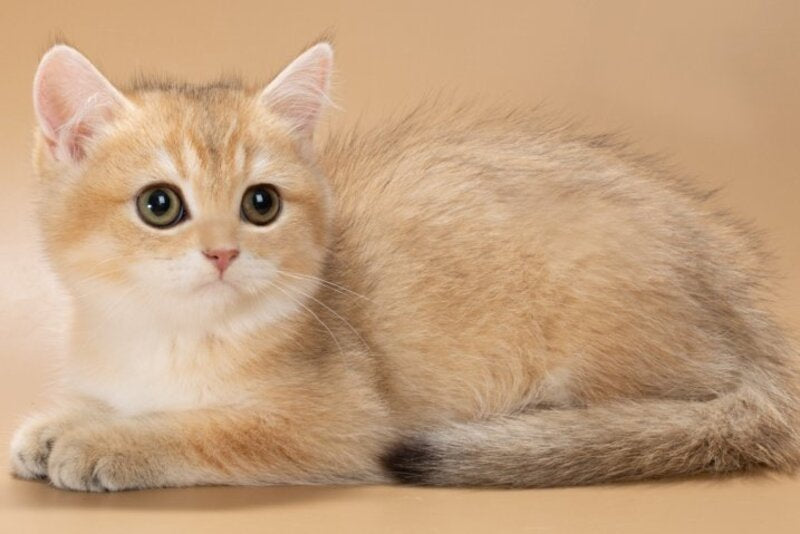 Cristian British Shorthair male, black golden shaded