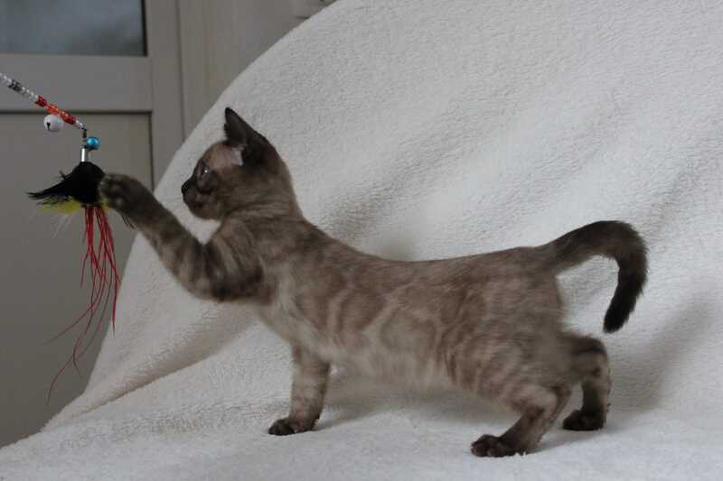 Nutella Bengal female, black pointed