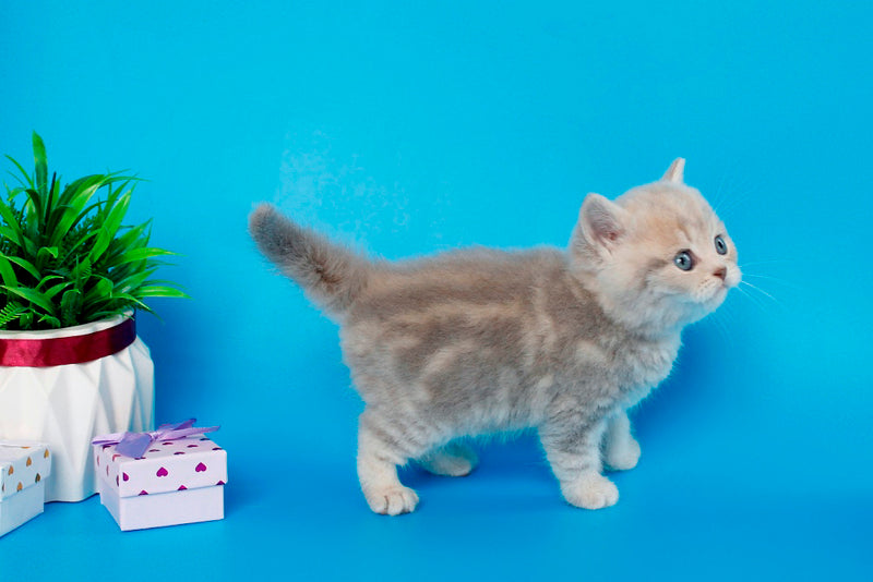 Sapfir British Shorthair male, lilac tabby