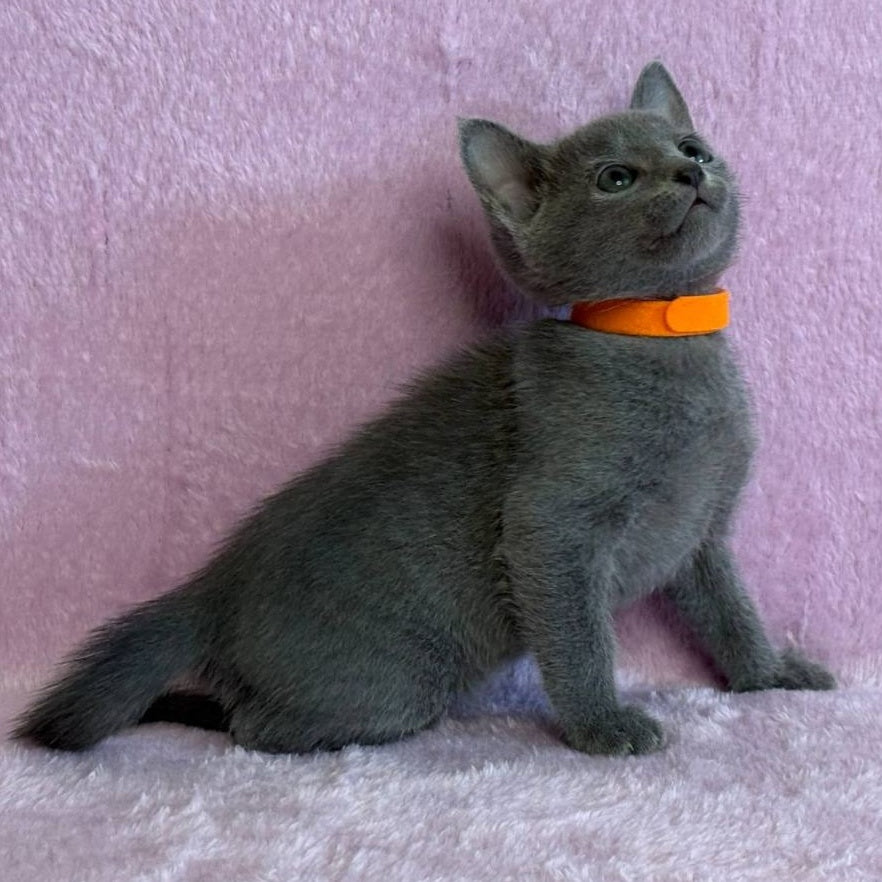 Laffy Russian Blue female, blue