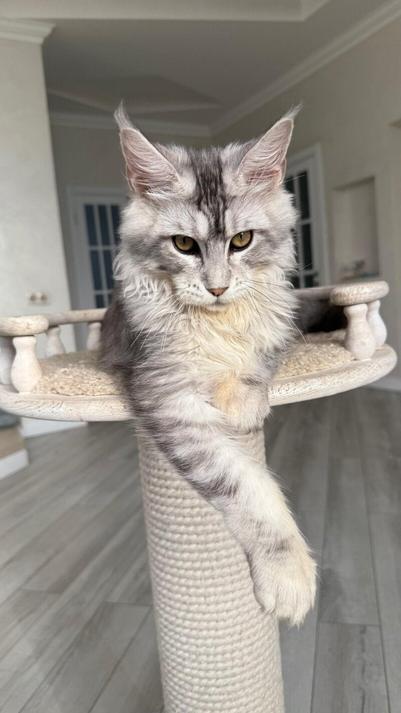 Jerry Maine Coon male, black silver ticked tabby