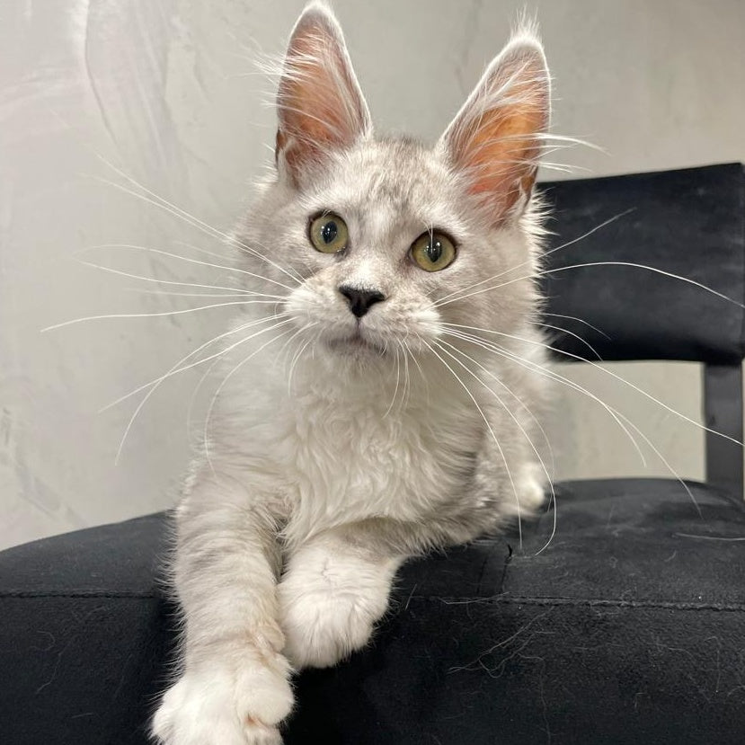 Kira Maine Coon female, black silver bicolour ticked tabby