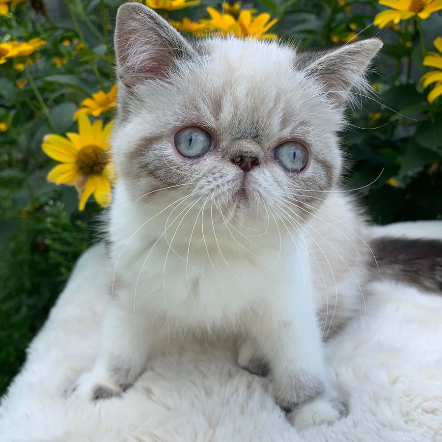 Margo Exotic female, black tabby pointed bicolour