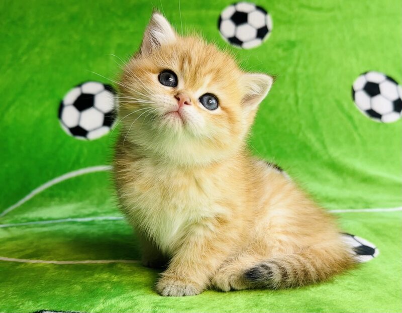 Cosmos British Shorthair male black golden spotted tabby - live animals