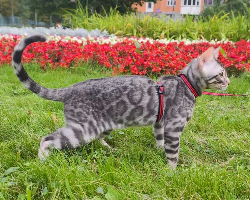 Loki Bengal male, blue silver spotted tabby