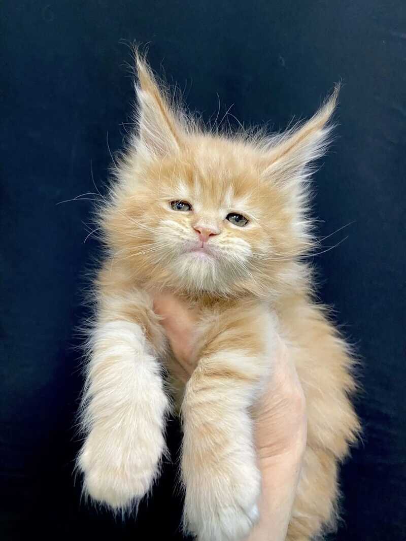 Olivia Maine Coon female, cream