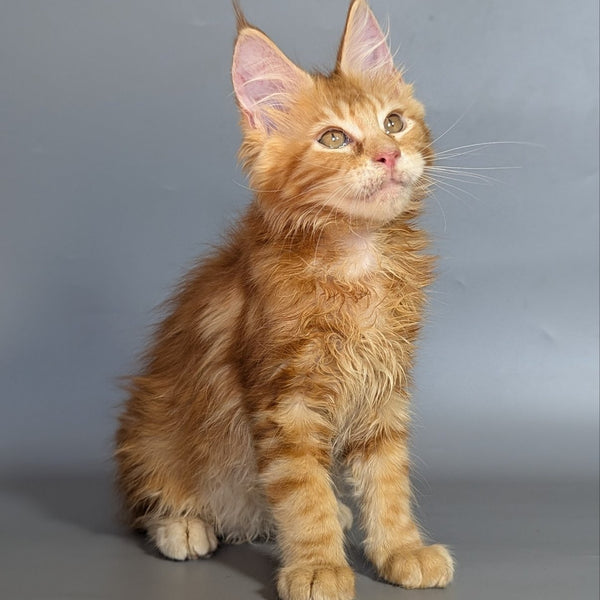 Lion Maine Coon male, red silver ticked tabby