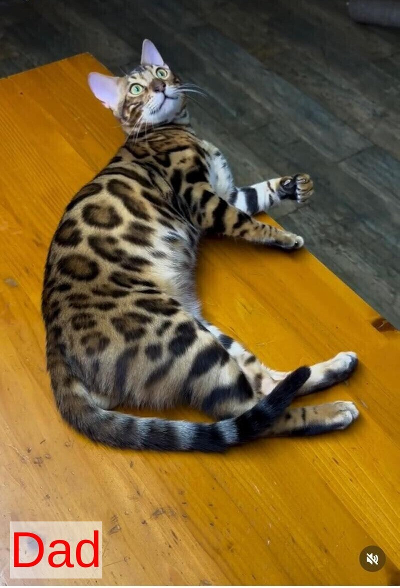 Elly Bengal female black spotted tabby - live animals