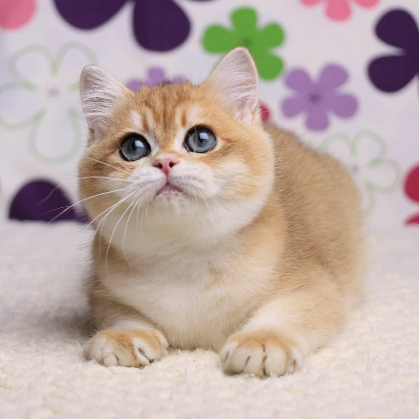 Saharok British Shorthair male, black golden chinchilla