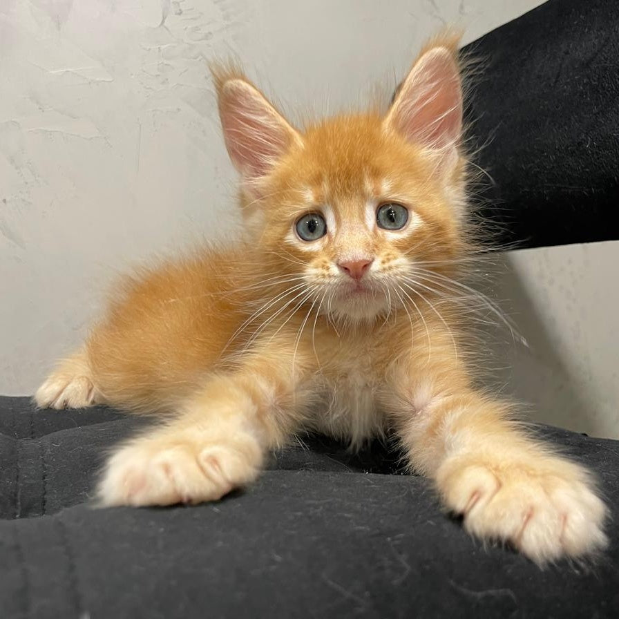 Venya Maine Coon male, red