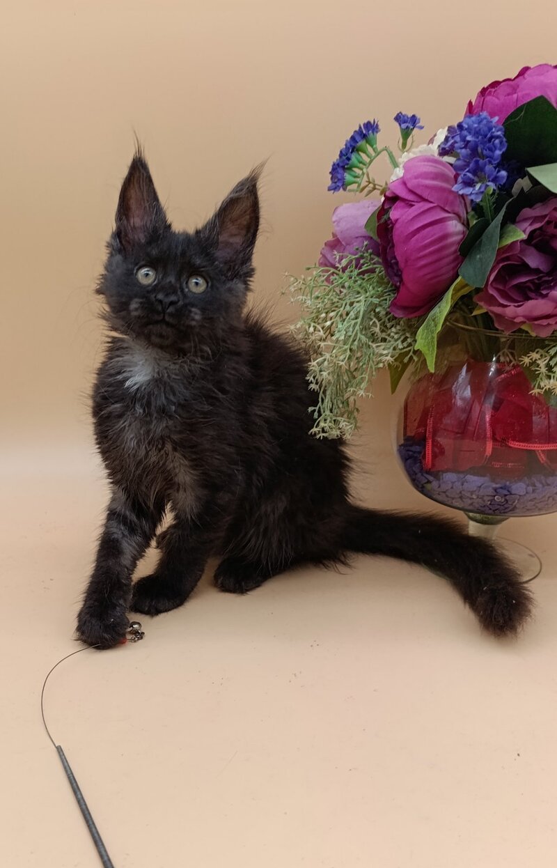 Isabelle Maine Coon female black silver - live animals