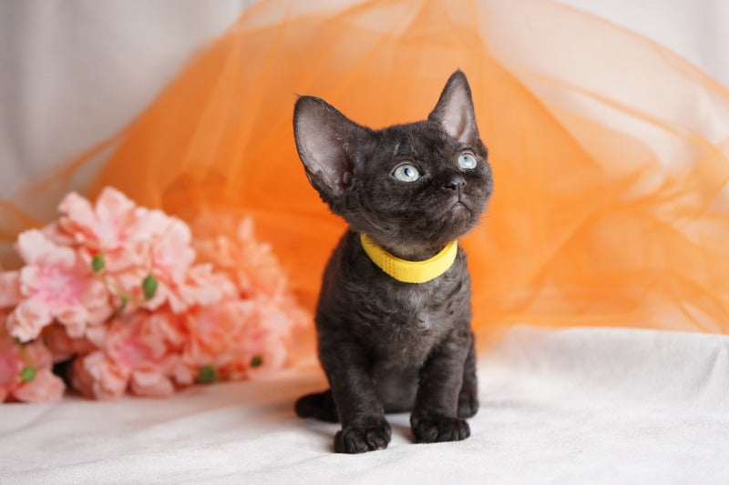 Onigiri Devon Rex female, black