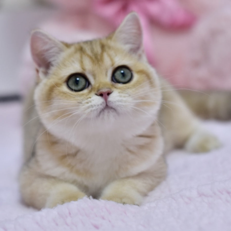 Holly British Shorthair female, black golden shaded