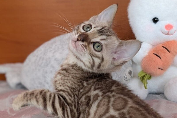 Wendy Bengal female black silver spotted tabby pointed live animals