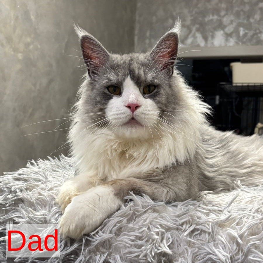 Iggy Maine Coon male, red