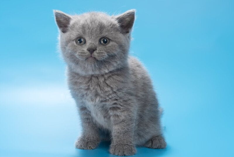 Baffi British Shorthair female, blue