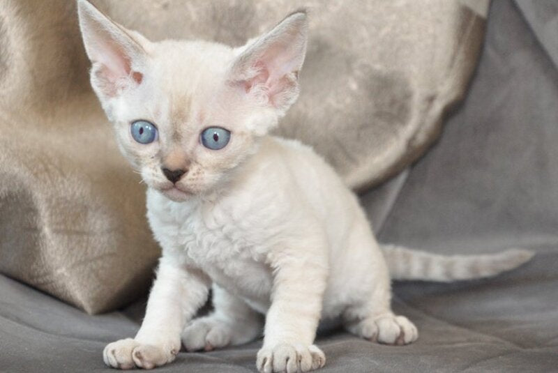 Alex Devon Rex male, black tabby pointed