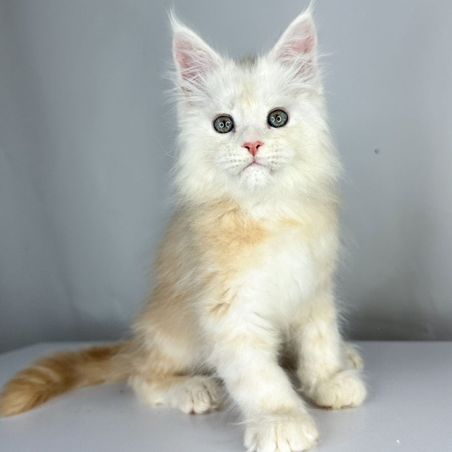 Frank Maine Coon male, red silver tabby