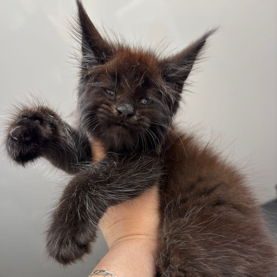 Ferrari Maine Coon male, black