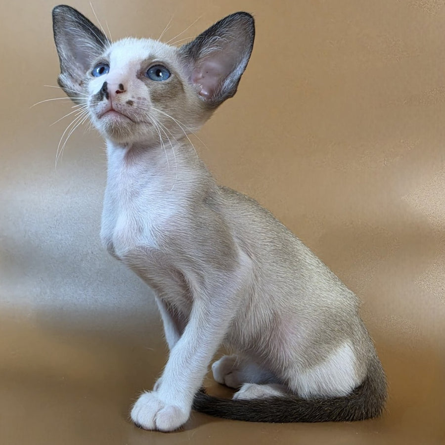 Cheesecake Oriental Shorthair male, black mitted