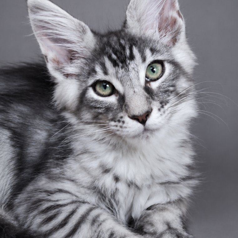 Lexus Maine Coon male, black silver tabby