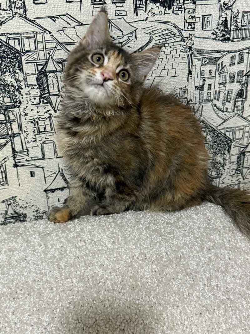 Fima Maine Coon female, black tortie tabby