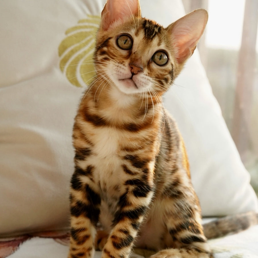 Chanel Bengal female, black spotted tabby