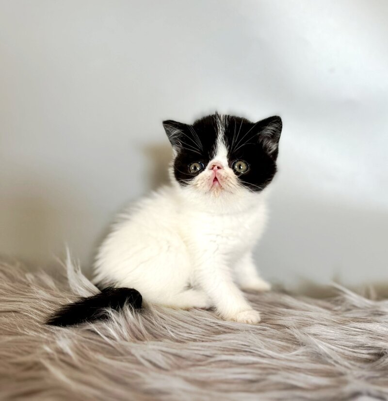Zorro Exotic male, black van