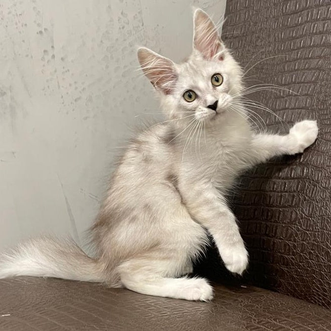 Kira Maine Coon female, black silver bicolour ticked tabby