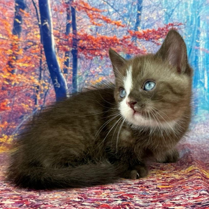 Gary Munchkin male, chocolate bicolour