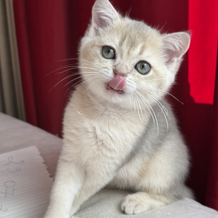 Elbert Scottish Straight male, blue golden shaded