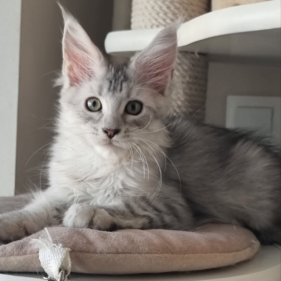 Eveta Maine Coon female, black silver tabby