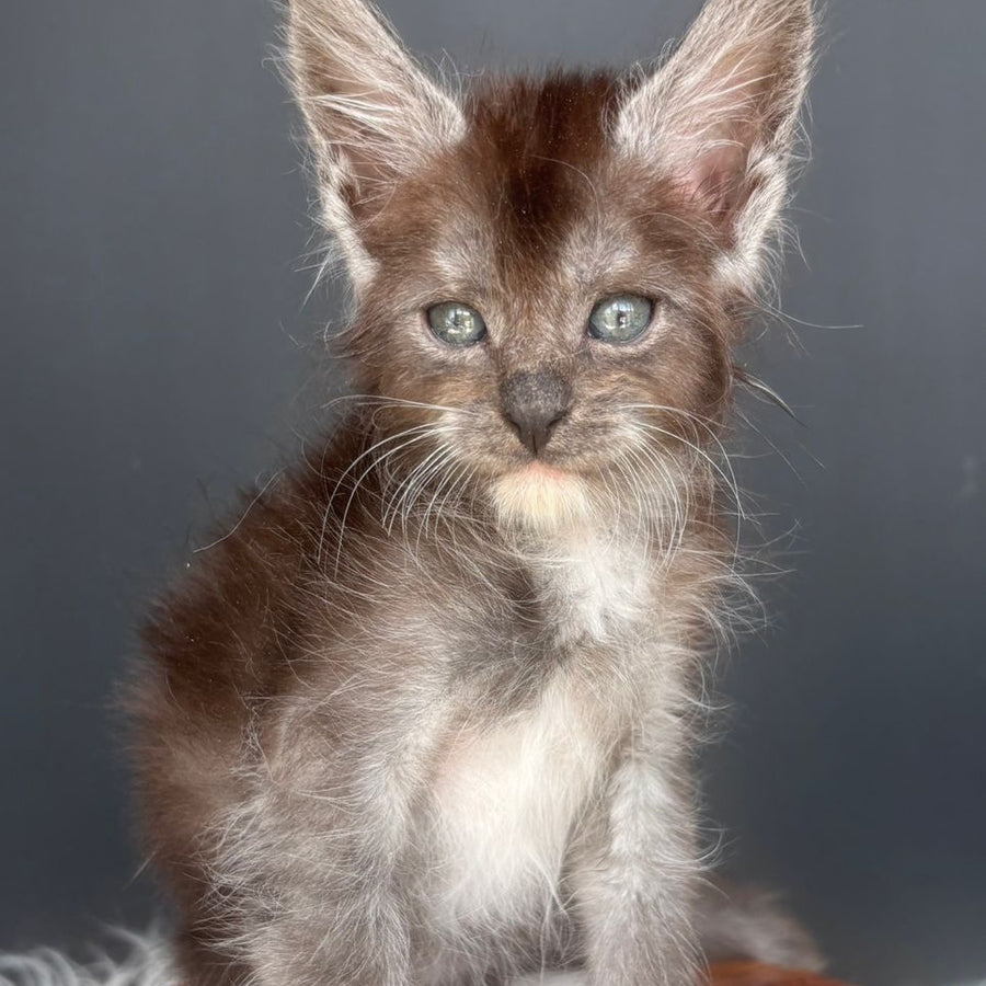 Fox Maine Coon male, black silver bicolour